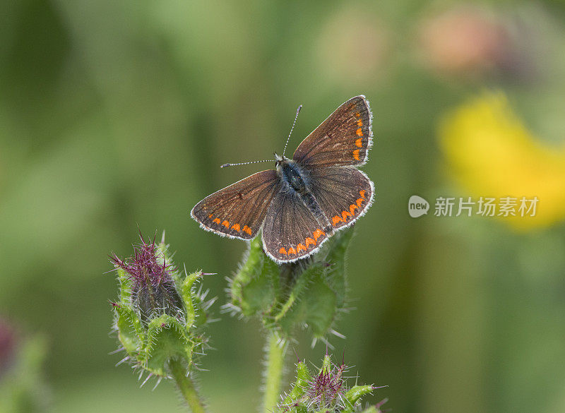 棕Argus蝴蝶(Aricia agestis)